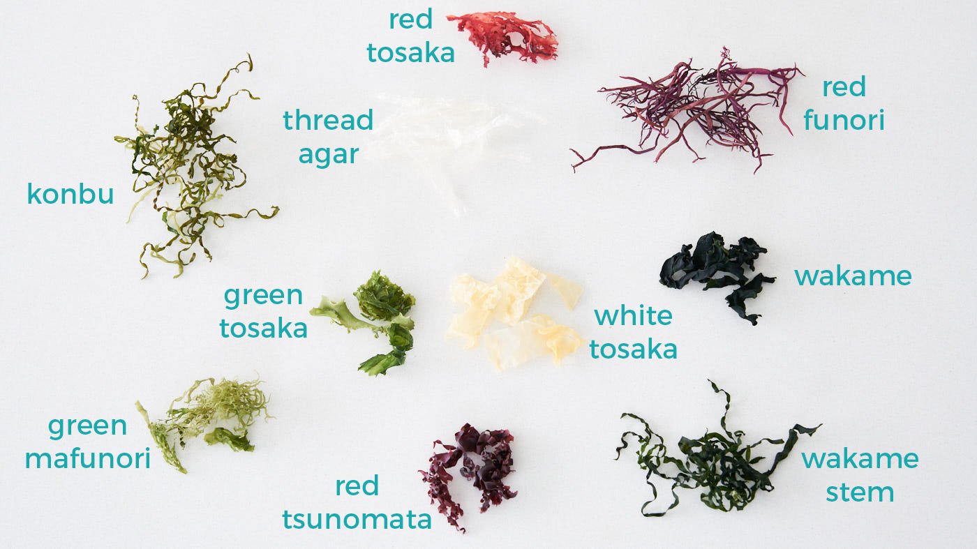Different varieties of edible seaweed for making seaweed salad including konbu, wakame, agar, funori, and tosaka.